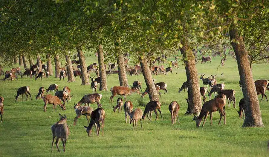 The Deer Park at Windsor Castle