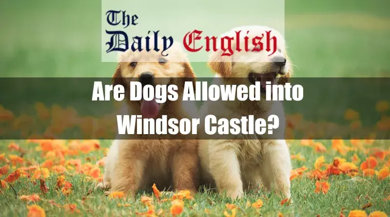 Are Dogs Allowed into Windsor Castle In Content