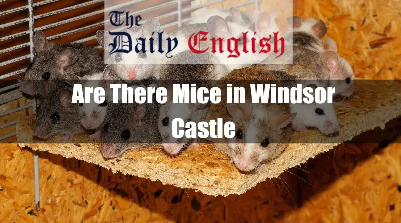 Are There Mice in Windsor Castle 1
