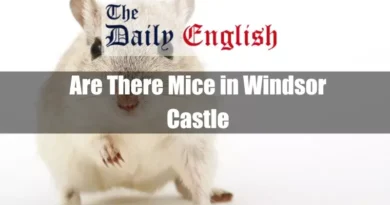 Are There Mice in Windsor Castle Featured Image