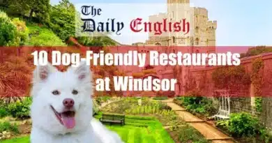 10 Dog-Friendly Restaurants at Windsor