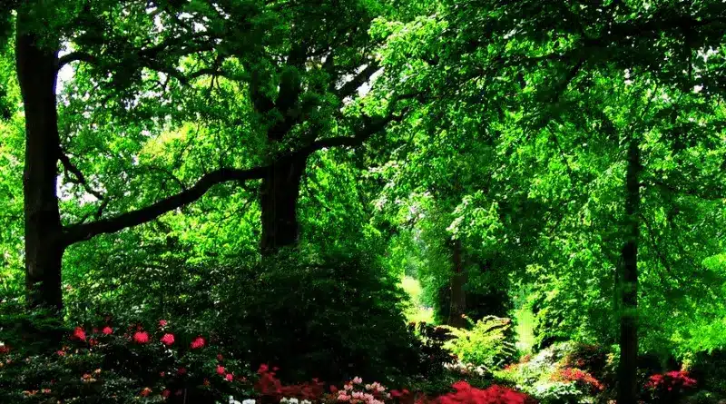 The Savill Garden